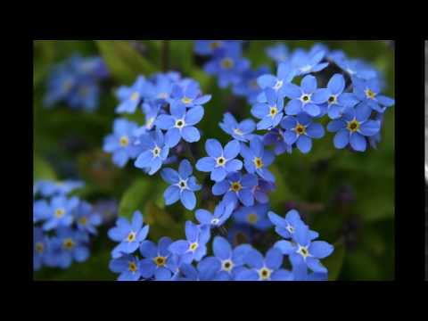 Cánh hoa lưu ly - Thái Bảo