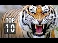 Top Ten Horrific Animal Attacks In Movies 2013 HD