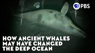 How Ancient Whales May Have Changed the Deep Ocean