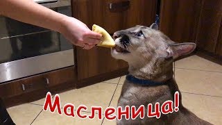 МАСЛЕНИЦА! Реакция пумы и котов на блины / PANCAKE WEEK! Reaction of a puma and cats on pancakes