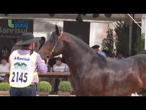 Morfologia da Expointer 2019 (Categorias Potranco Menor e Potranco Maior)