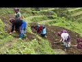 Kodo Ropda Layeko Pirati Xutyo Tori Fulne Belama Vandai Kodo Ropai Gaughar Tira Villagelife