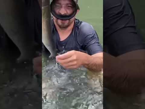 salió buen bagre para el caldo y chopas