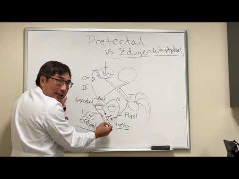 Pretectal vs Edinger Westphal nucleus