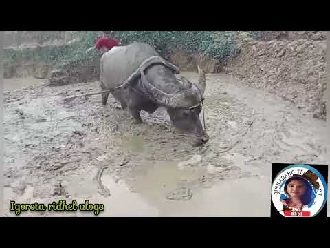 PAGHAHANDA SA TANIMAN NG PALAY//PROUD MAGSASAKA//#igorotaridhelvlogs