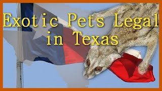 Exotic Pets Legal to Own in Texas