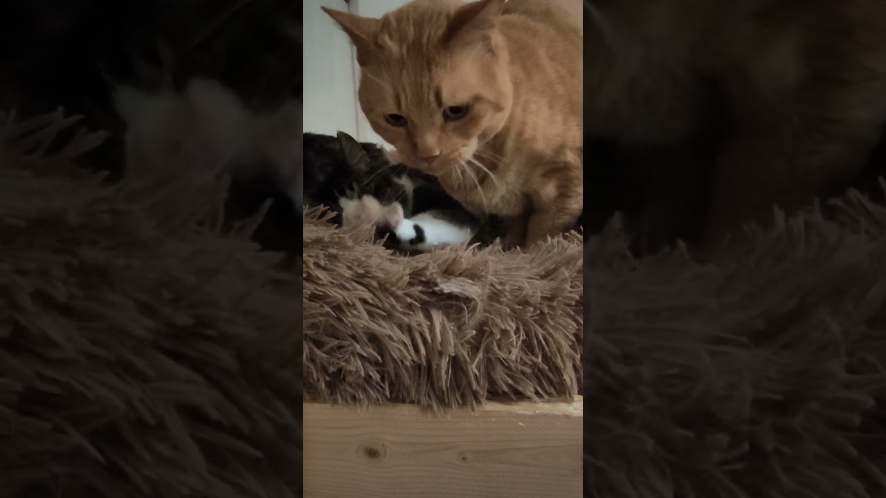 愛の頭突き　#cat #猫