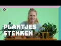 Plantjes stekken | Doe Het Zelf