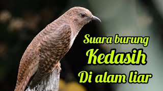 Download lagu SUARA BURUNG KEDASIH GACOR DI ALAM LIAR mp3