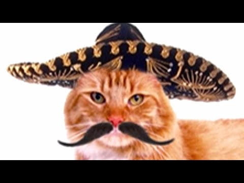 Faze comice cu pisici haioase 😄 pisicute amuzante 😄 funny cats 😄 try not to laugh challenge
