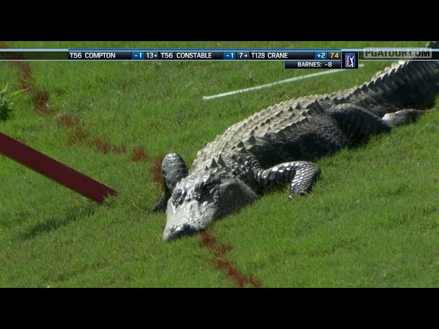 Craziest Animal Interference in Sports #3