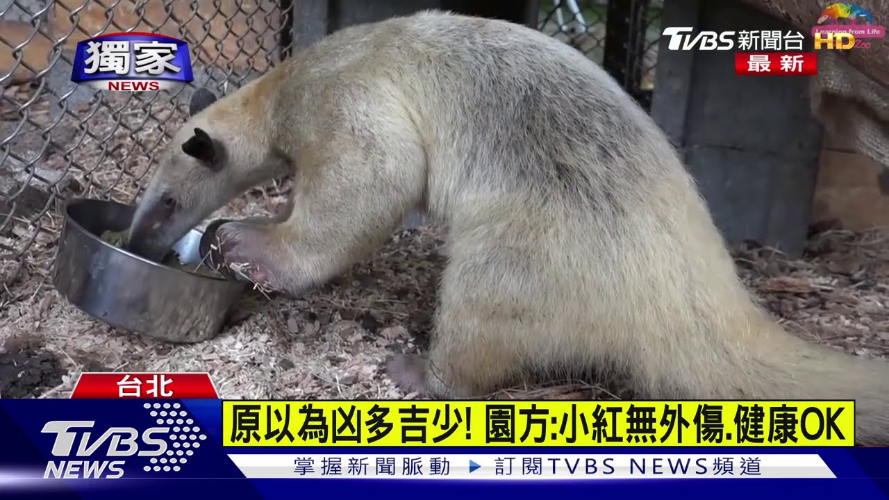 找到了! 食蟻獸媽媽「小紅」失蹤3個月尋獲