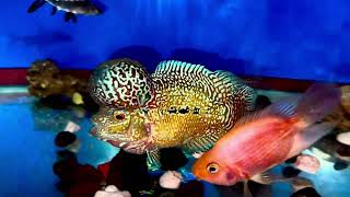 Lỗi mà em vẫn vip