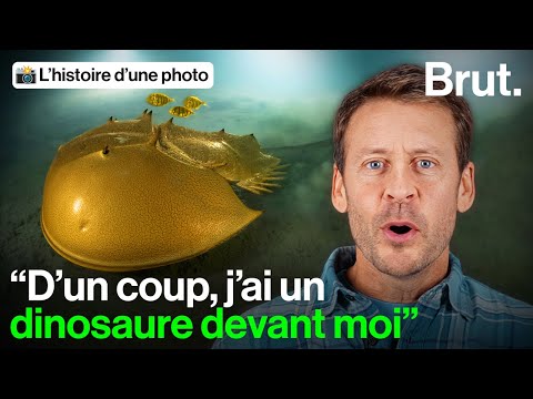 He came face to face with a horseshoe crab, a prehistoric animal: Laurent Ballesta tells us