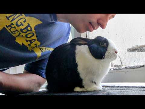 How many times I can kiss a rabbit who hates being kissed