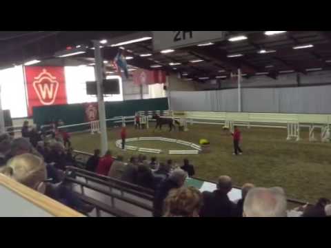 Balous Bellini x Cornet Obolensky x Pit