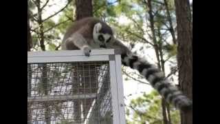 preview picture of video 'Ring Tail Lemurs playing at the domes'