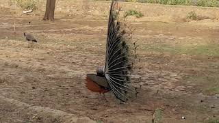 preview picture of video 'This Beautiful Peacock Dance Before me around 2 miter only in Rajasthan at my Village'