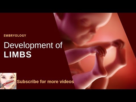 Special embryology - Skeletal system - Limbs