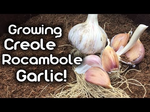 download lagu mp3 mp4 Garlic Creole, download lagu Garlic Creole gratis, unduh video klip Garlic Creole