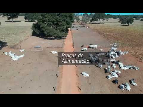 Fazenda LUXO 20 ALQUE Val 18 MILHÕES EM BELA VISTA GOIÁS 50 KMGOIÂNIA Veja o VÍDEO TODO  62981414270