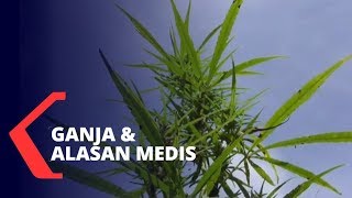 Download lagu Pro - Kontra Alasan Medis Ganja mp3