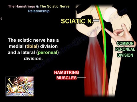 Hamstrings and Sciatic Nerve Relationship - Everything You Need To Know - Dr. Nabil Ebraheim