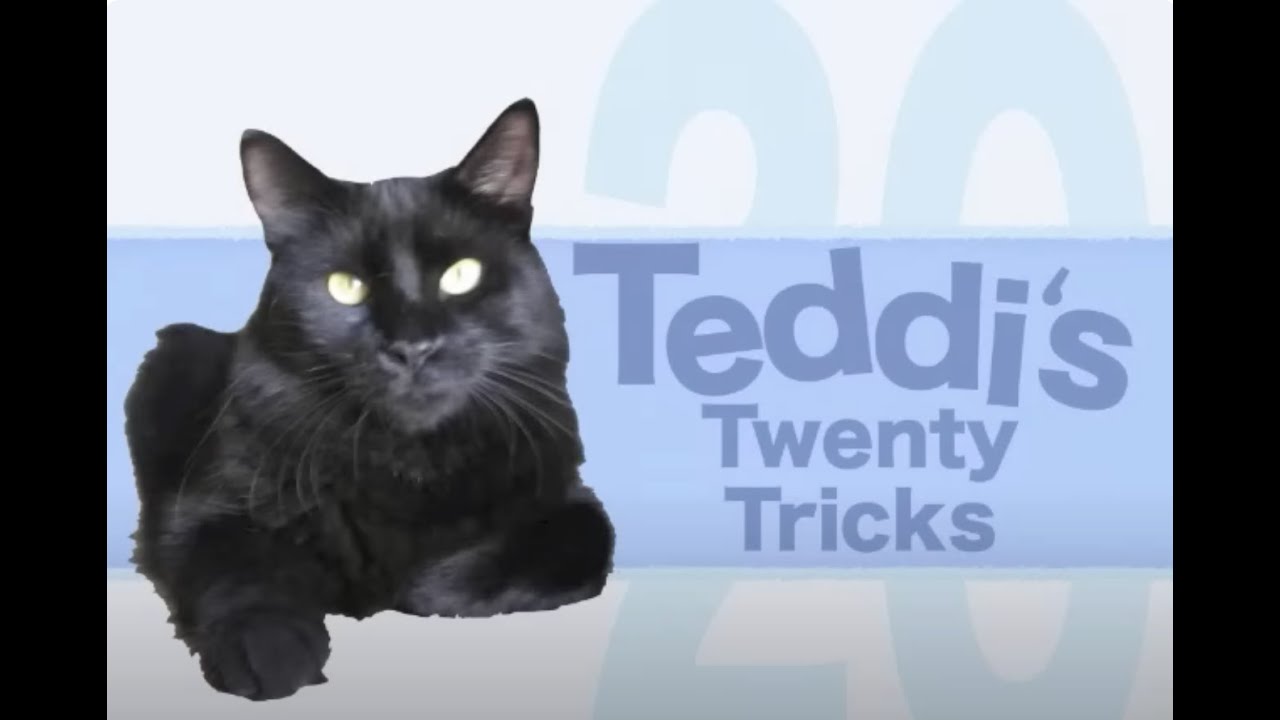 Twenty Cool Cat Tricks