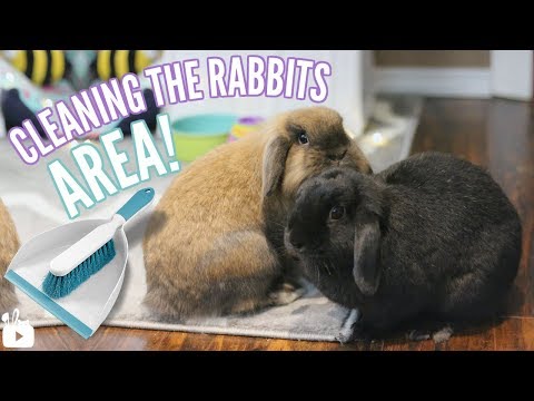 How I clean my rabbits area!