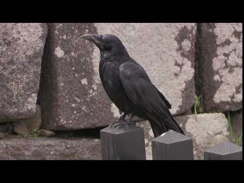 Corneille noire (Corvus corone orientalis) Carrion Crow