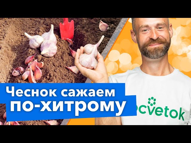 ПОСАДИТЕ ЧЕСНОК ТАК! Не будет болеть и удивит урожаем!