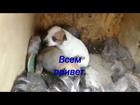 Подопечные собачки в Романково.