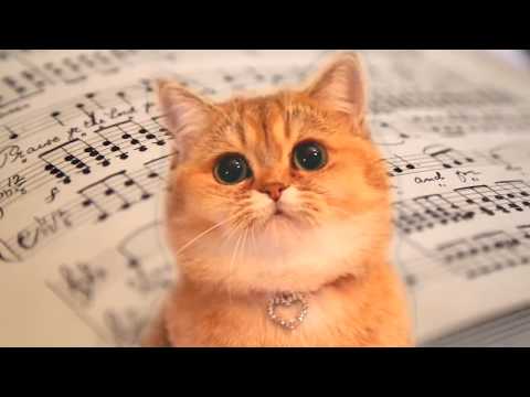 Fur Elise -  Beethoven | Classical Music  - Cats Version