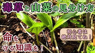 [A must-see for beginners to pick wild vegetables!] A spring wild vegetable exhibition where you ...