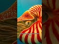 🌀 Nautilus: The Living Fossil That Time Couldn’t Erase