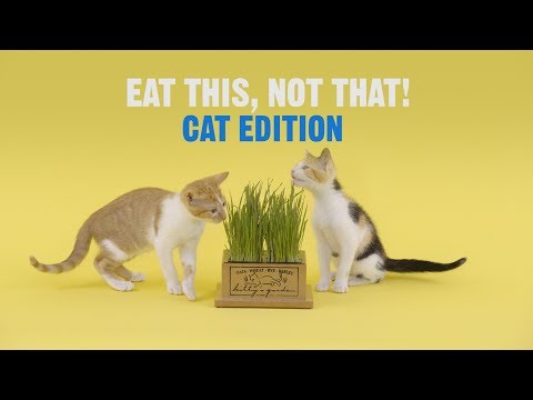 What Can Cats Eat? Eat This Not That Series | Chewy