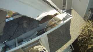 preview picture of video 'Squirrel Removal Using Exclusion Method - Charlotte, NC'