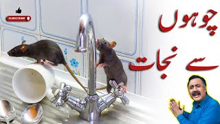 How to get rid of rats in the house | Chuho ko bhagane ka tarika | Chuhay ki Dawat