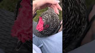Pet Chicken and Turkey love