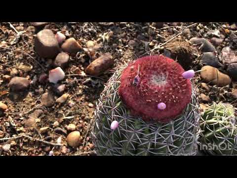 MOSTRANDO COMO FICOU O CHIQUEIRO NO SITIO SERROTINHO / OROCO PERNAMBUCO 