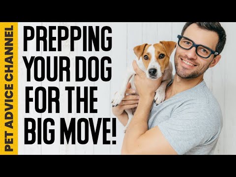 5 tips to prepare your dog for house moving