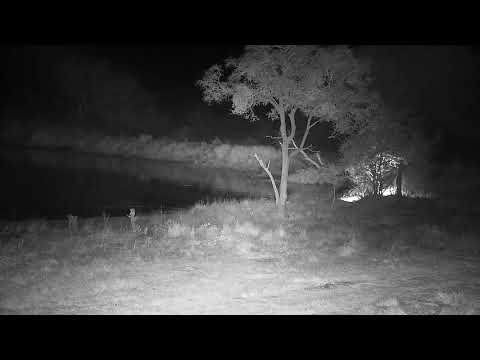 Djuma: Hippos interacting - 05:21 - 07/05/21