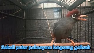 Download lagu Pancingan poksay MANDARIN|poksaymu bakal ngamuk dengar suara ini mp3