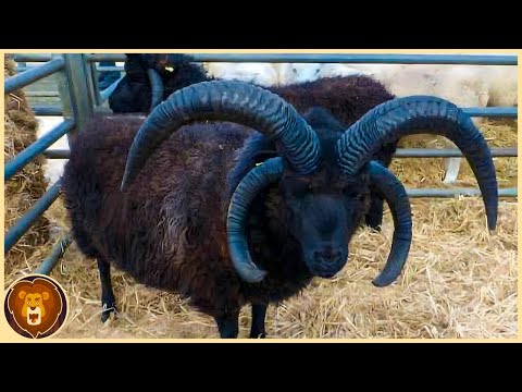 15 incredible sheep that will blow your mind