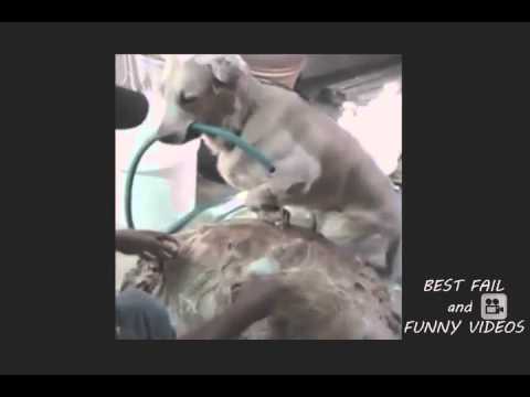 BEST EPIC FAIL    Win Compilation    FAILS January 2015 No 3