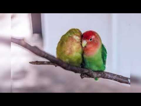 The Nearness Of You 1940 I: Ray Eberle w/ the Glenn Miller Band w/ Ned Washington m/Hoagy Carmichael