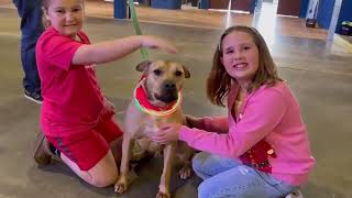 Video preview image #1 Labrador Retriever-Unknown Mix Puppy For Sale in Doylestown, PA, USA