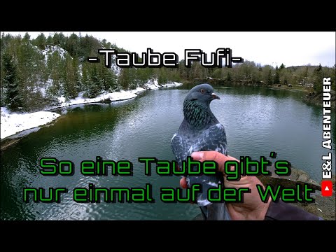 Das ist der Wahnsinn, was man mit dieser zahmen Taube alles machen kann! 😍