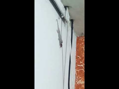 Lagartixa caçando uma barata.