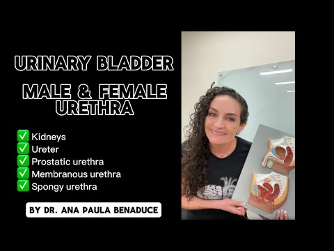 Urinary Bladder + Male & Female Urethra